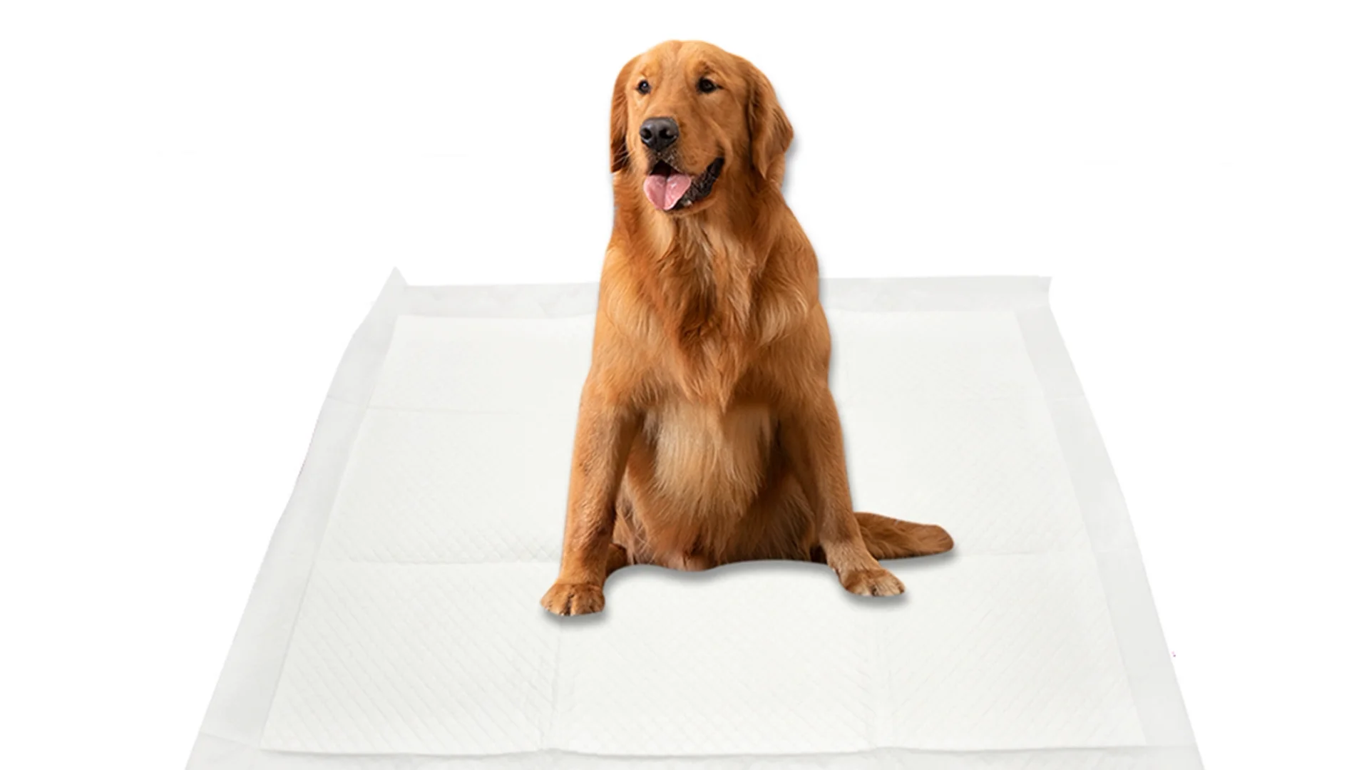 Disposable 30pk 60x60cm High Absorbent Dog Puppy Training Pad Buy