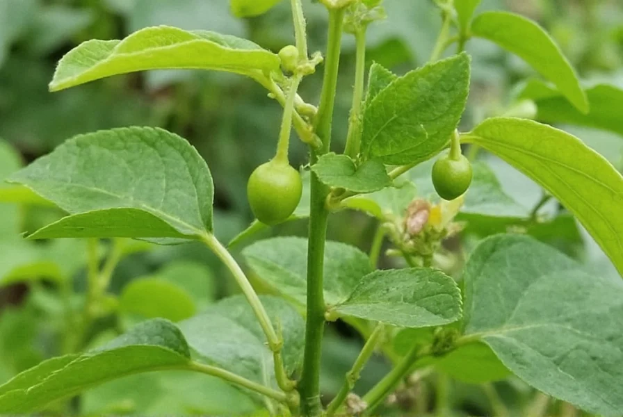 Clove Plant: Complete Growing Guide and Care Requirements