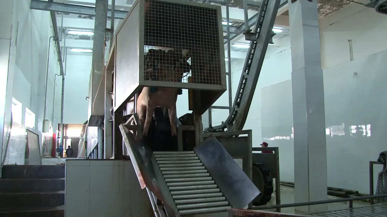 Modern Hog Slaughterhouse With Pig Turnkey Slaughter Abattoir Equipment