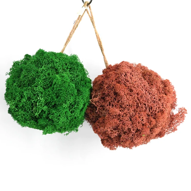 

Preserved green moss ball for home decoration natural style indoor festival suppliers preserved moss, Picture