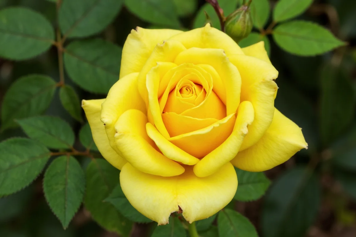 0511 yellow rose