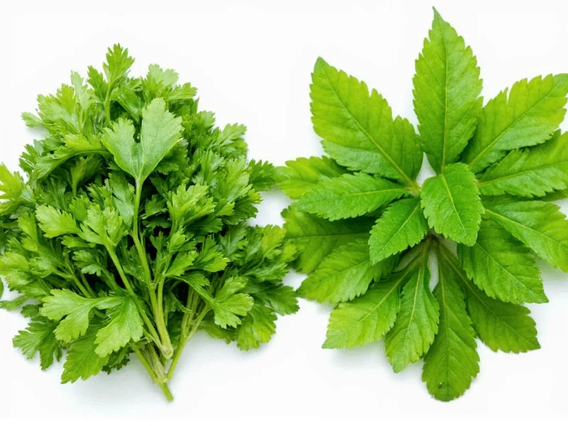Cilantro vs Flat Leaf Parsley: Clear Differences Explained