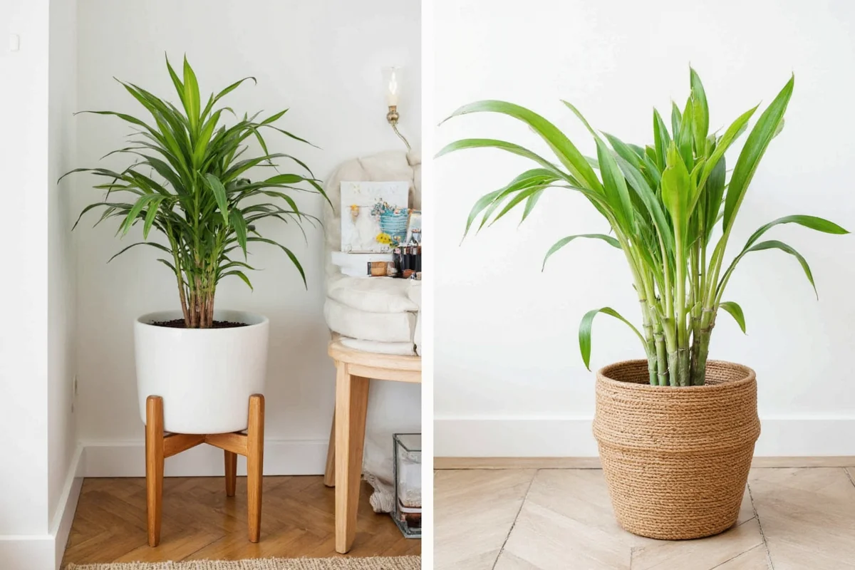 Where to Place Bamboo Plant in House: Best Spots