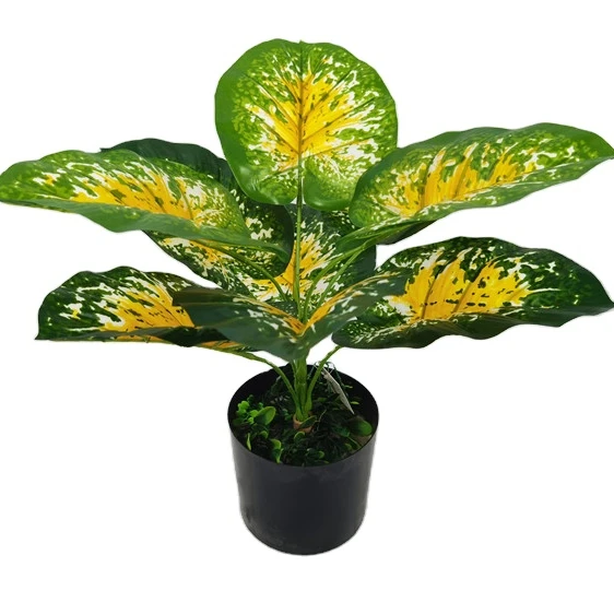 

YD8735-1 Heavy shade tolerant colorful leaf natural foliage plants elephant ear caladium bicolor artificial bonsai