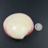 Natural Bali sea shell polished lava shell complete ornament ocean shell