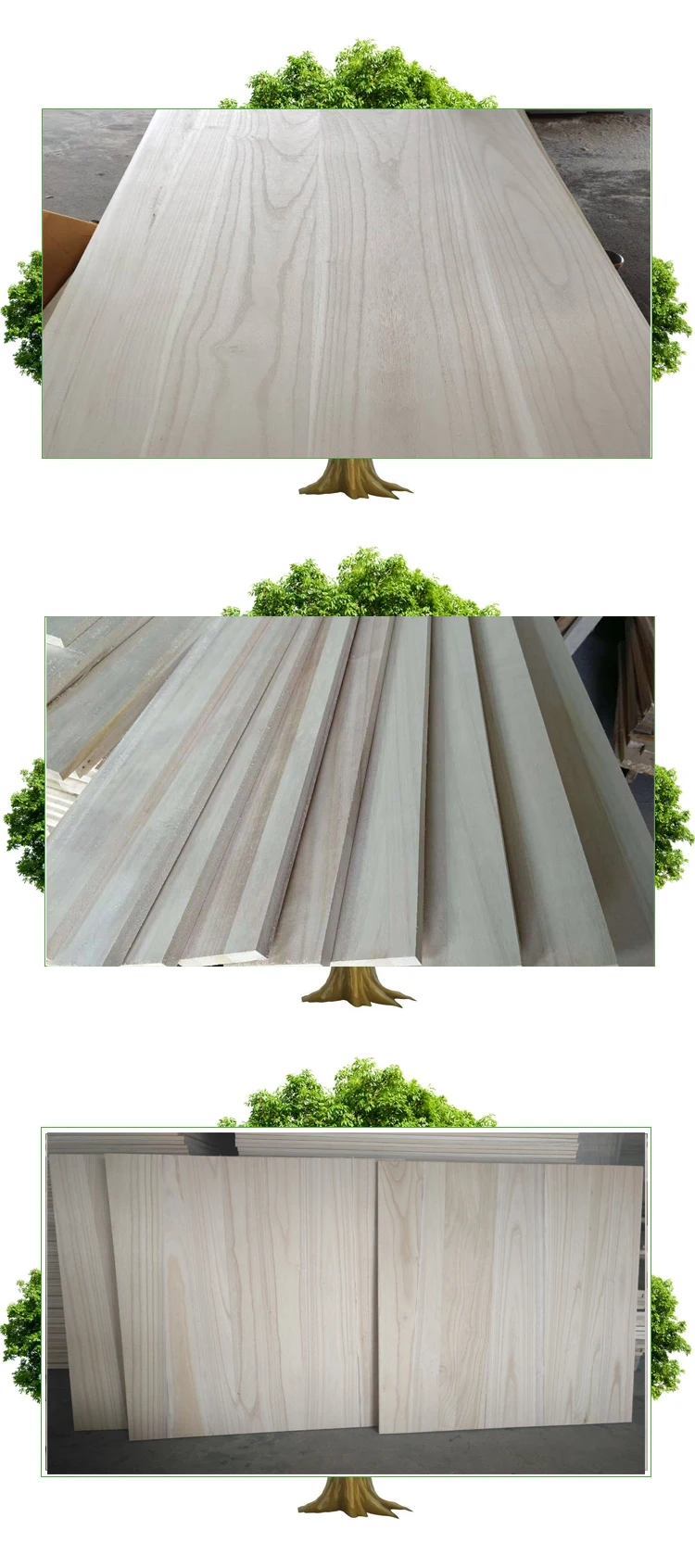 Paulownia-