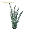 Wholesale decorative stabilized plants 2019 Hot home decoration dried eucalyptus leaves