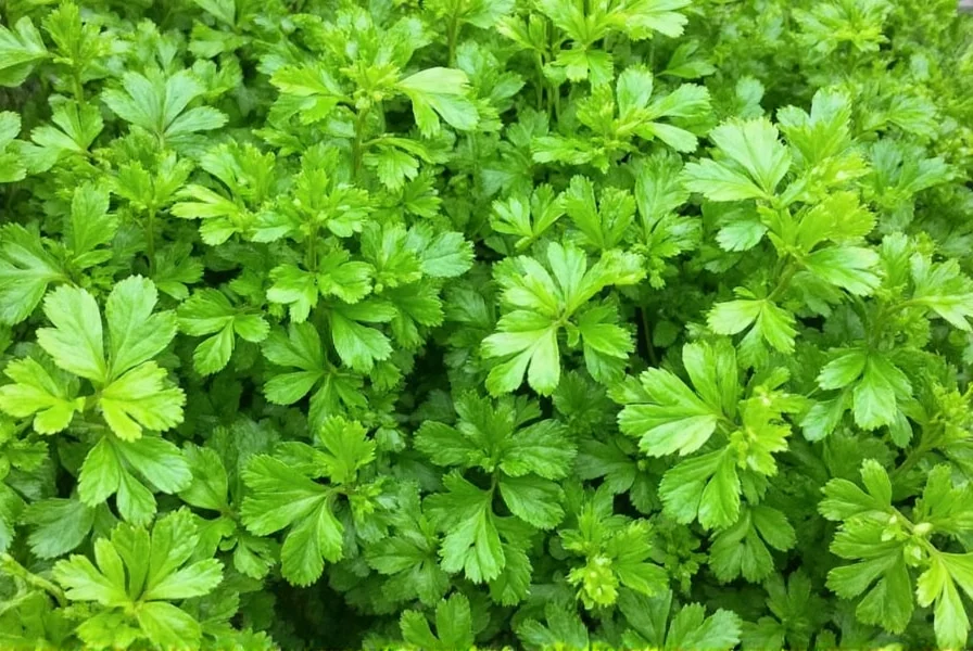 Various methods for storing harvested coriander including fresh, dried, and frozen options
