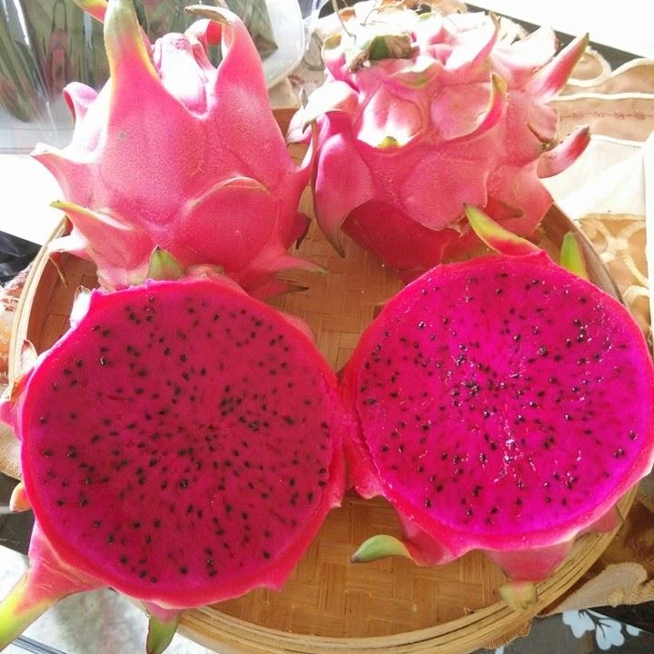 
Pure Natural Fresh Tropical Fruits Fresh Red Dragon Fruit For Sale 