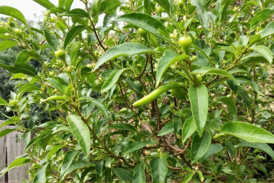 Mature chili tepin plant loaded with red peppers