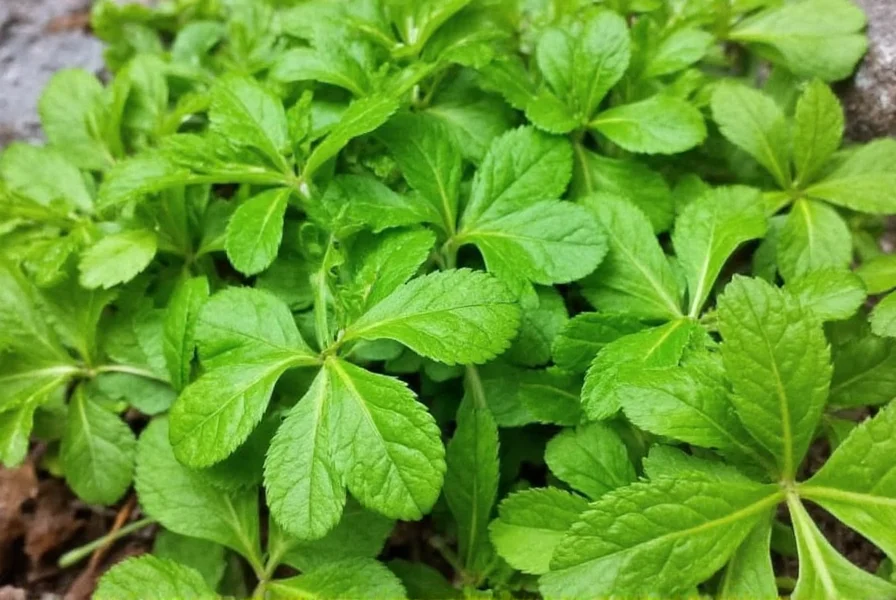 Best Companion Plants for Coriander: Science-Backed Pairings