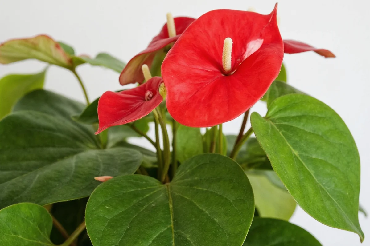 how to take care of anthurium plants indoors
