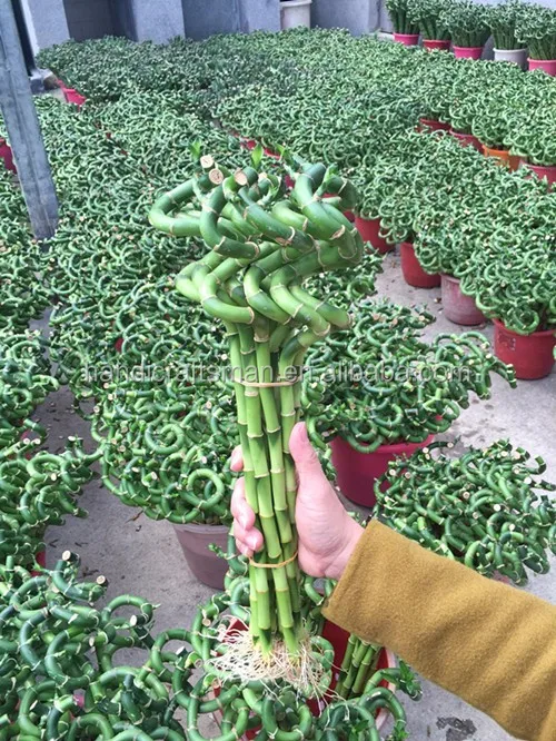 
Farm price best sell indoor ornamental live aquatic twisted nature plants curly spiral lucky bamboo 