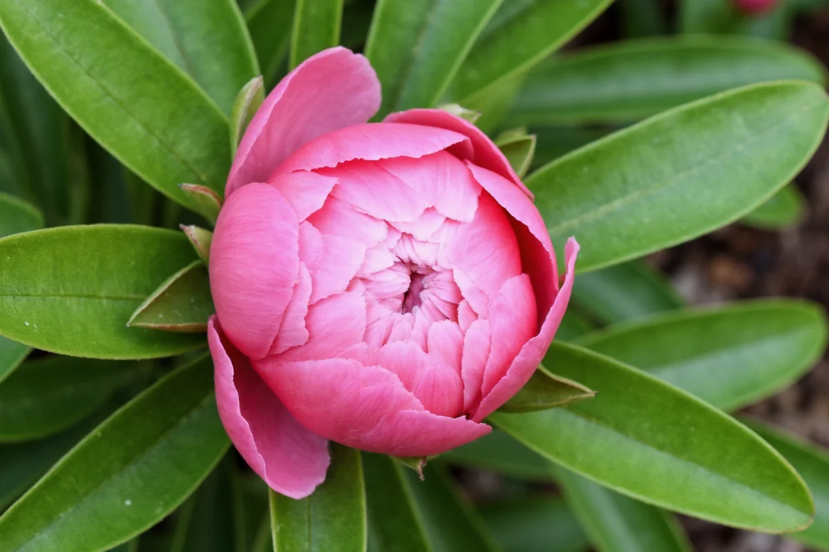 how to care for peony plants