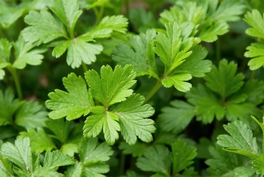 Buying guide for parsley and cilantro