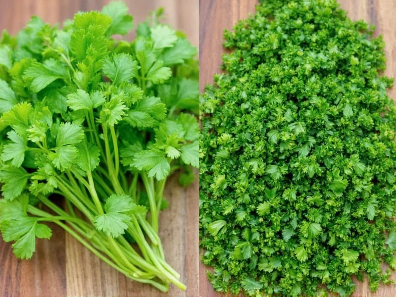 Cilantro vs Parsley: Key Differences Explained