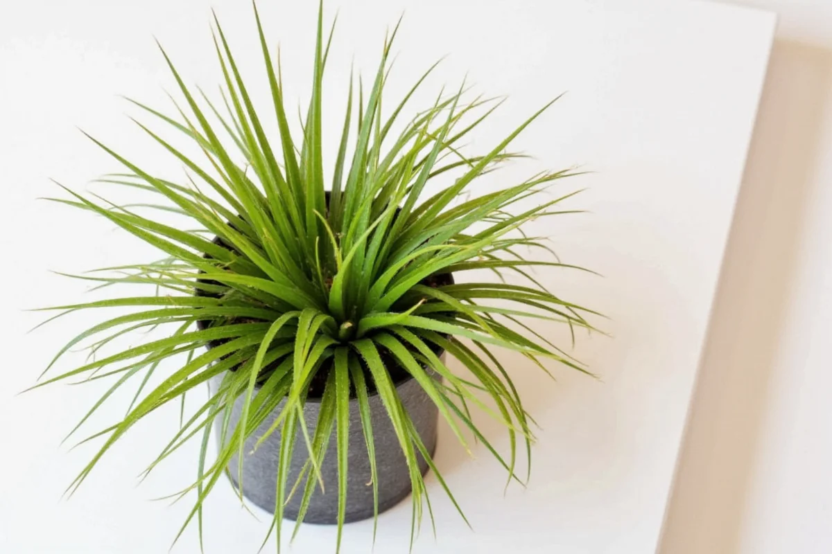 do air plants need soil
