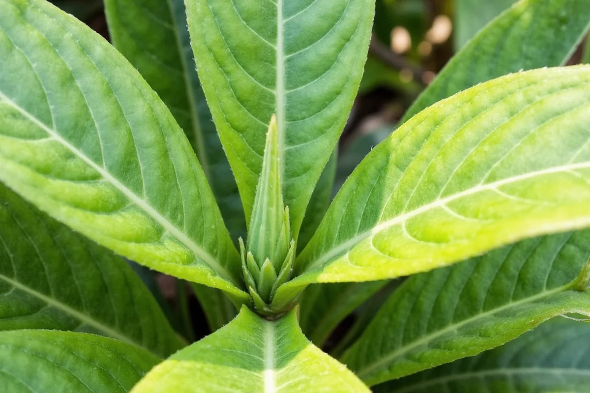 how to prune rubber plant