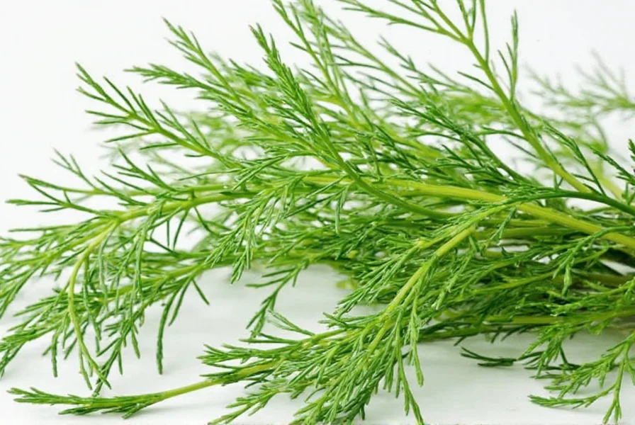 Growing Dill