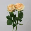 Value fresh cut Peach Avalanche rose flower flowers delicate fresh cut flower forwarders around the globe