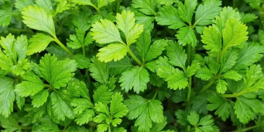 Microscopic view of herb oils in fresh vs dried leaves.