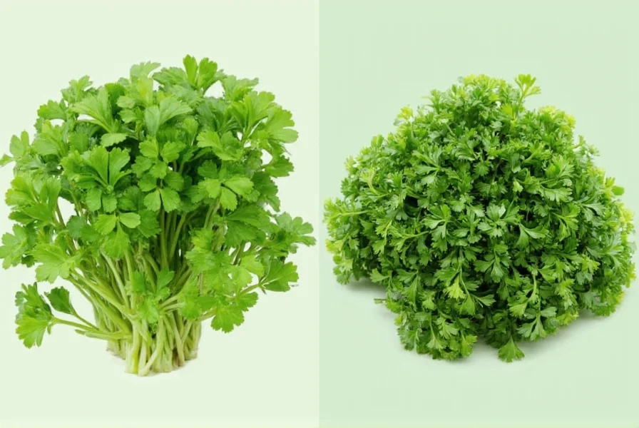 Coriander vs Cilantro: Same Plant, Different Names Explained