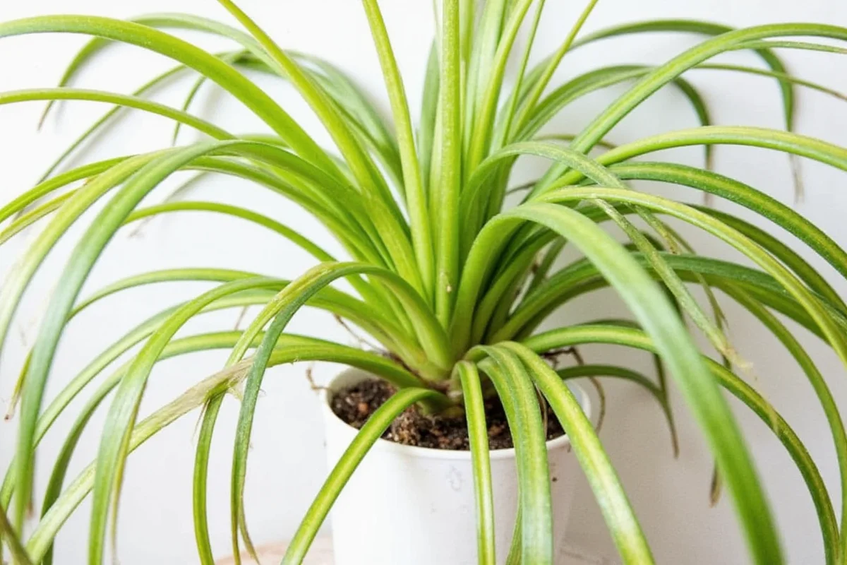 Why Is My Spider Plant Drooping? Fix It Fast