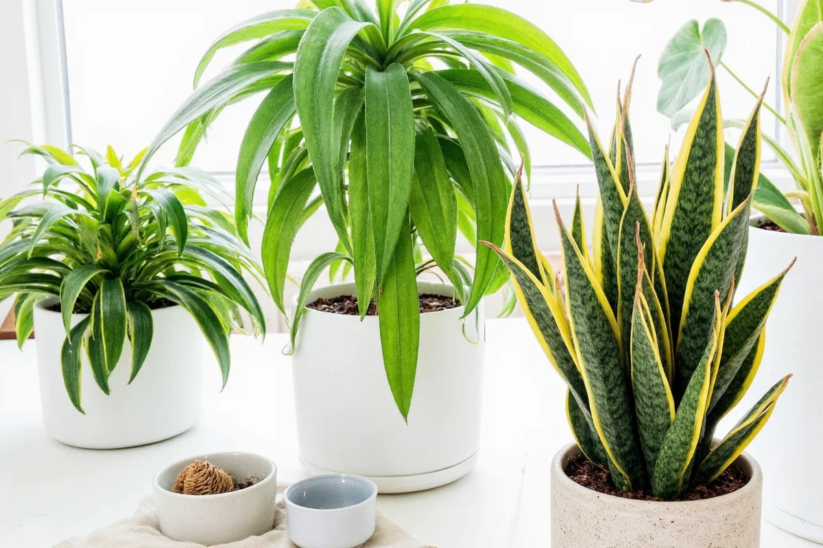 learn how to grow and care marigold