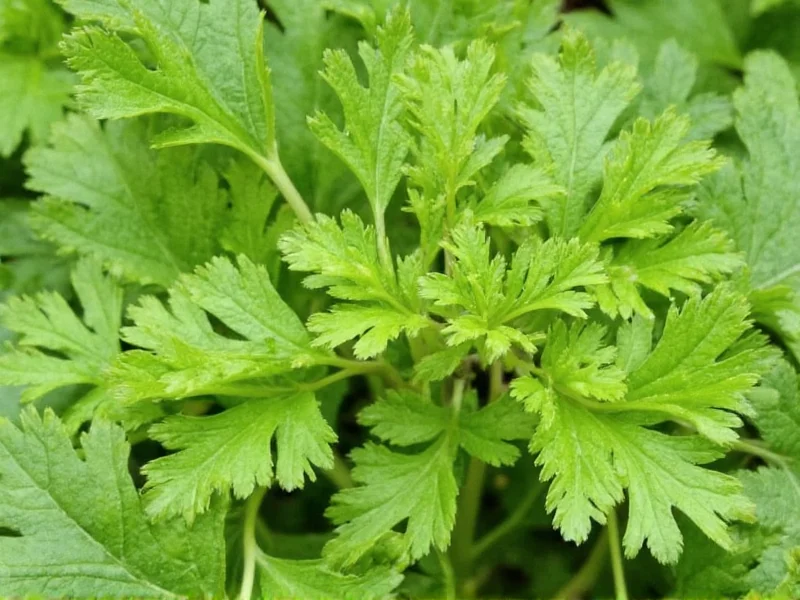 Celery Seed Uses: Medicinal Benefits & Culinary Applications