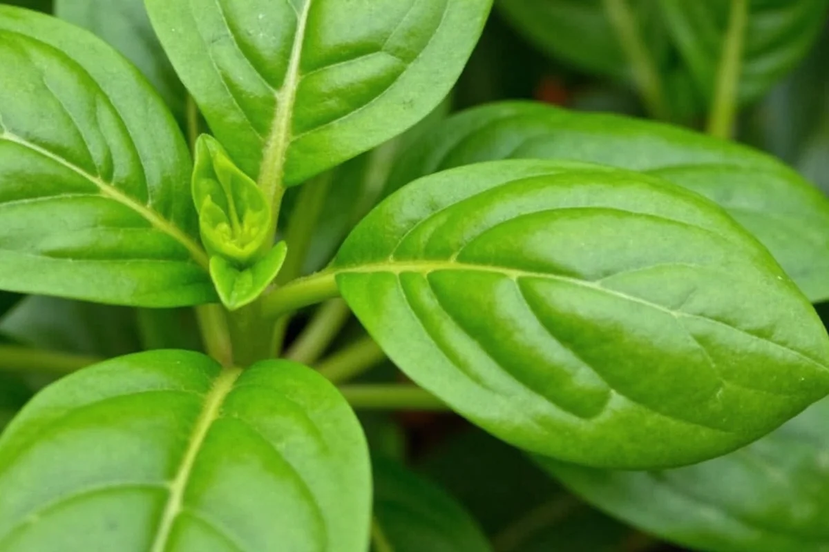how to plant thai basil
