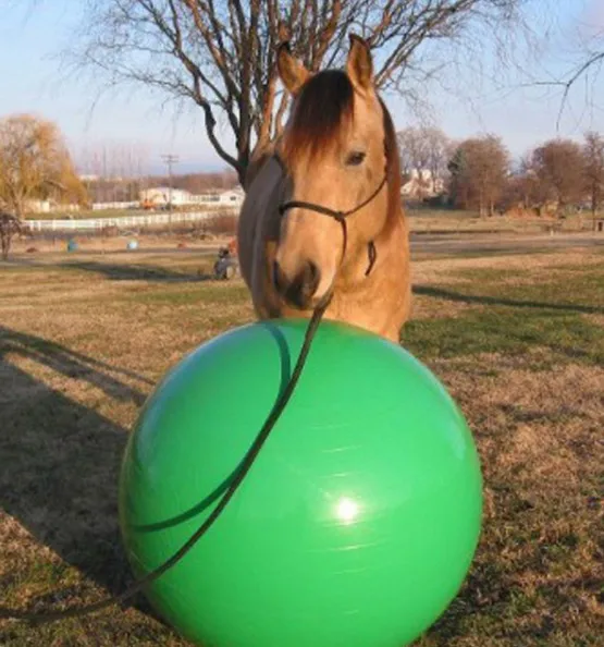 Wholesale Anti-burst Large Size Horse Training Stress Ball Toy For ...