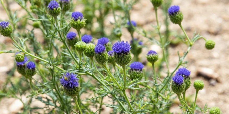 7 mind blowing uses of nigella sativa that will spice up your life