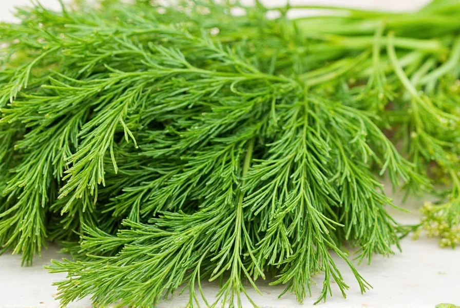 Fresh dill weed sprigs with close-up of feathery leaves