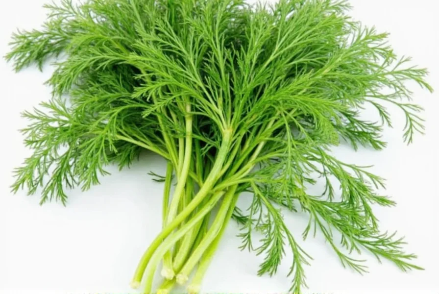 dill leaf a herb with a flavorful journey