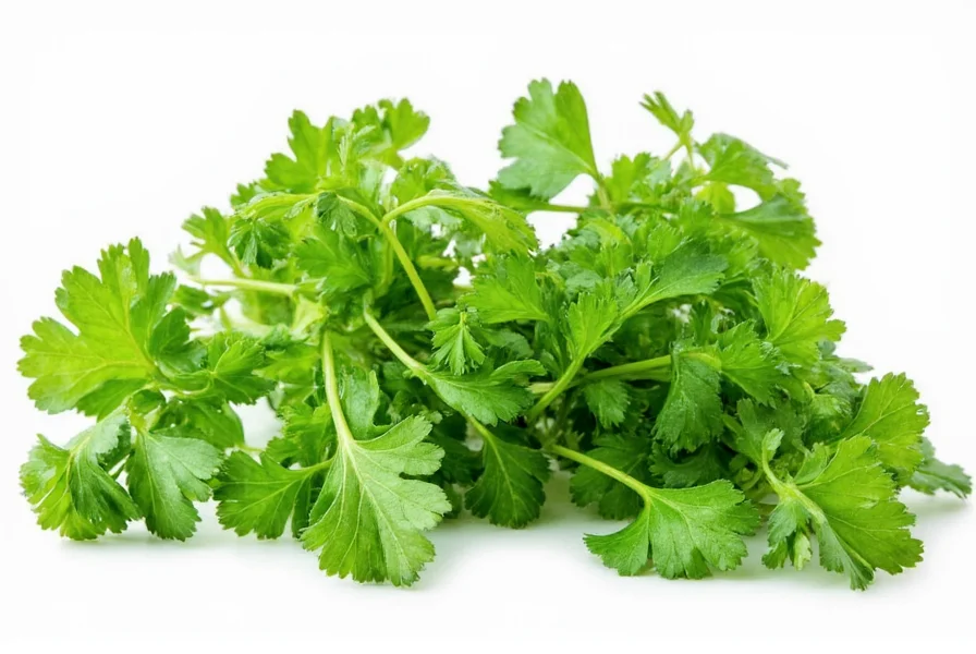 Fresh cilantro leaves on white background showing the distinctive lacy foliage of Coriandrum sativum