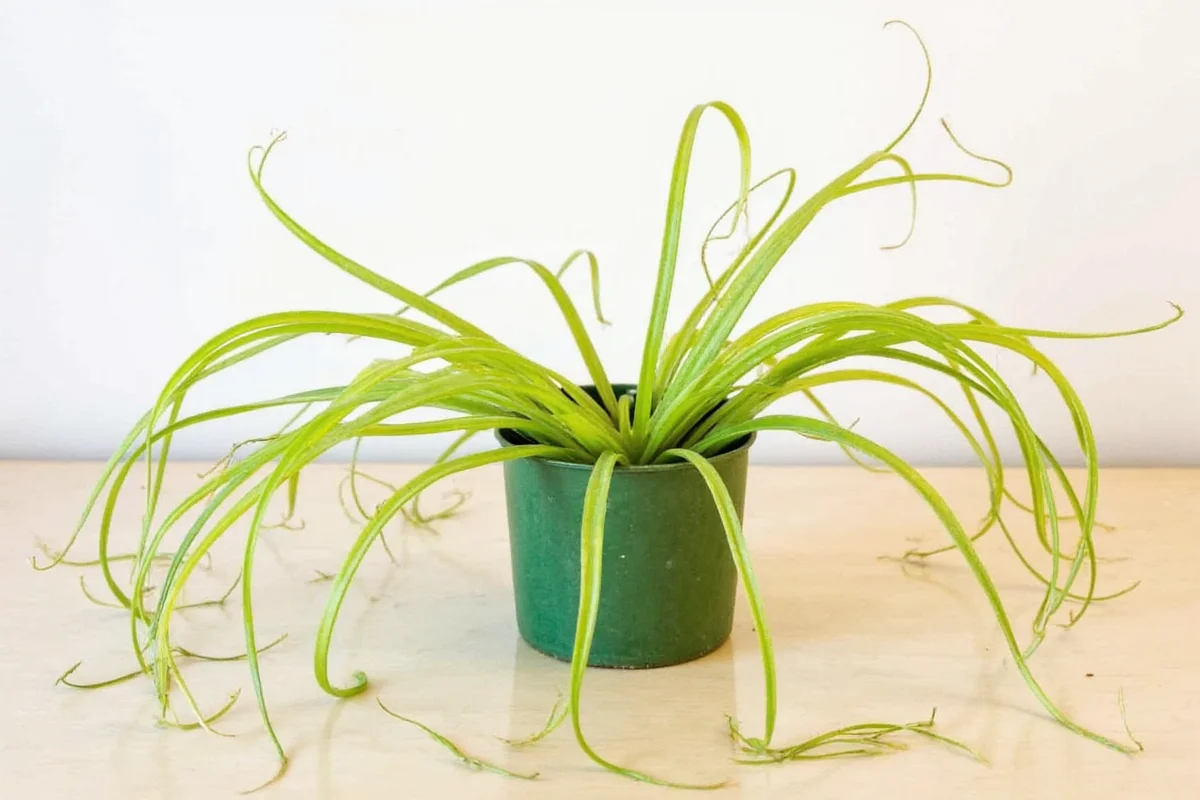 how to start a spider plant