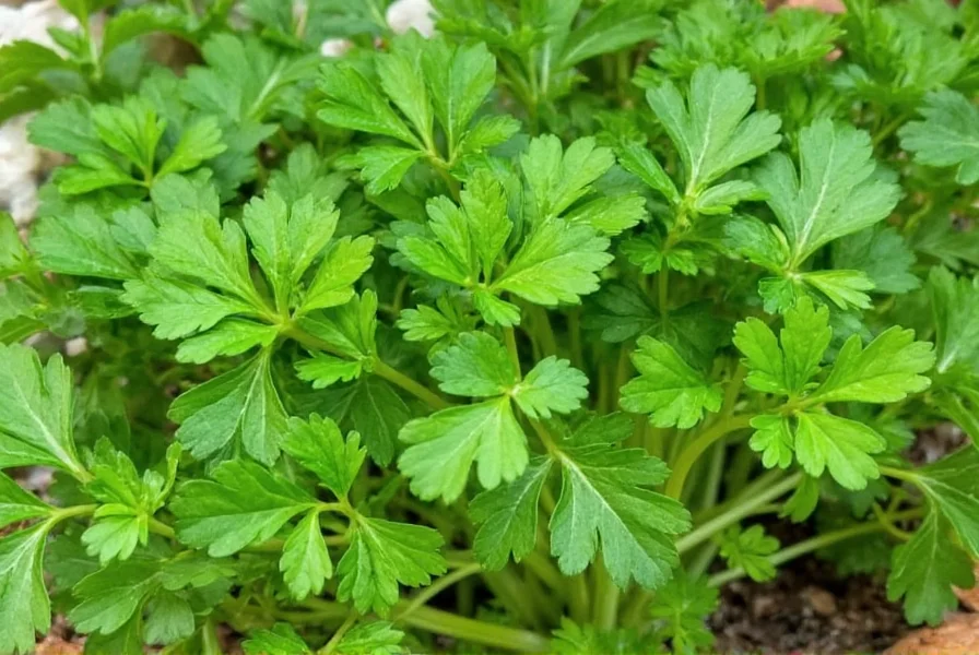 Dried parsley in a spice jar