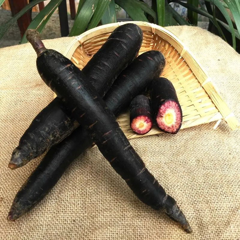 100% natural pure daucus carota black radish extract black