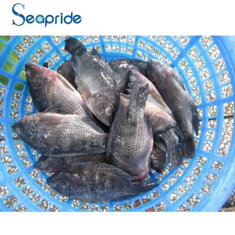 
Hot Sale Whole Round 90%NW Frozen Black Tilapia Fish Price per kg 