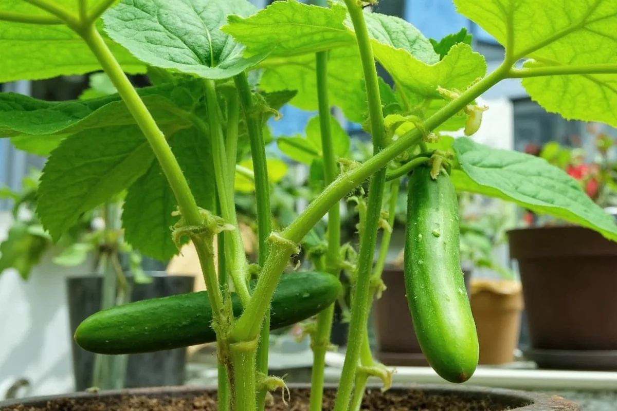 how to care for cucumber plants