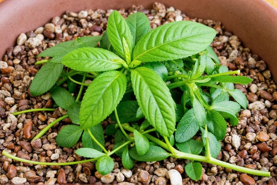 Mexican herb garden