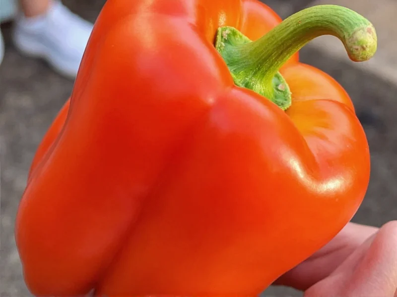 Anaheim Pepper Heat Level: 250-1,000 SHU Explained