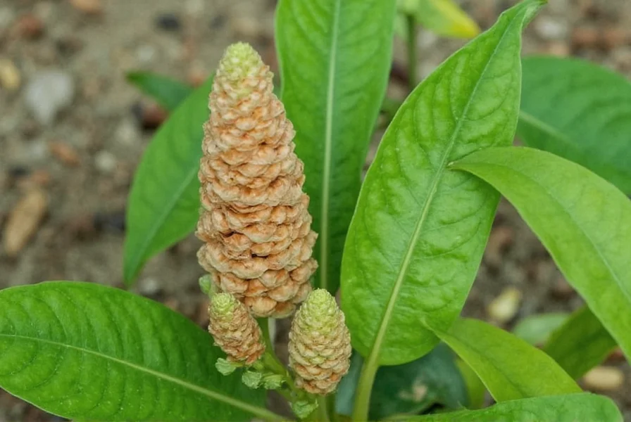 Close-up view of cone ginger flower head showing gel secretion