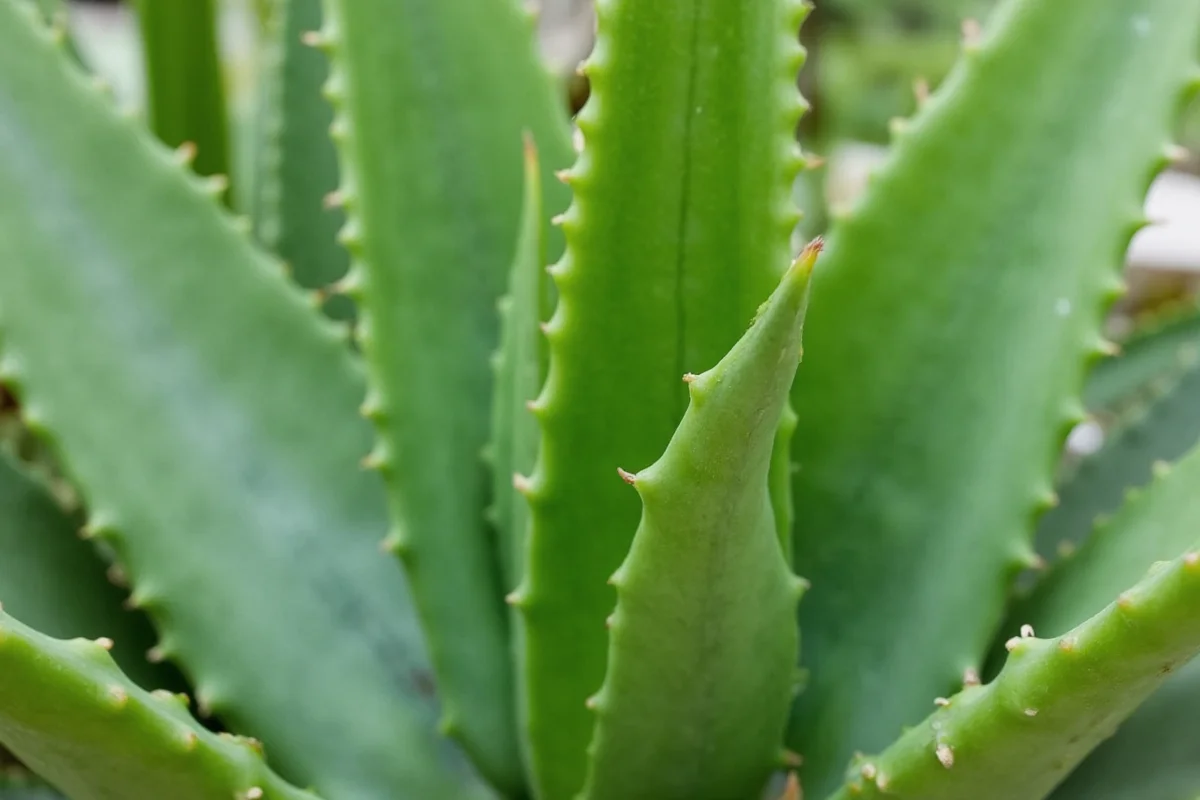 are there different types of aloe vera plants