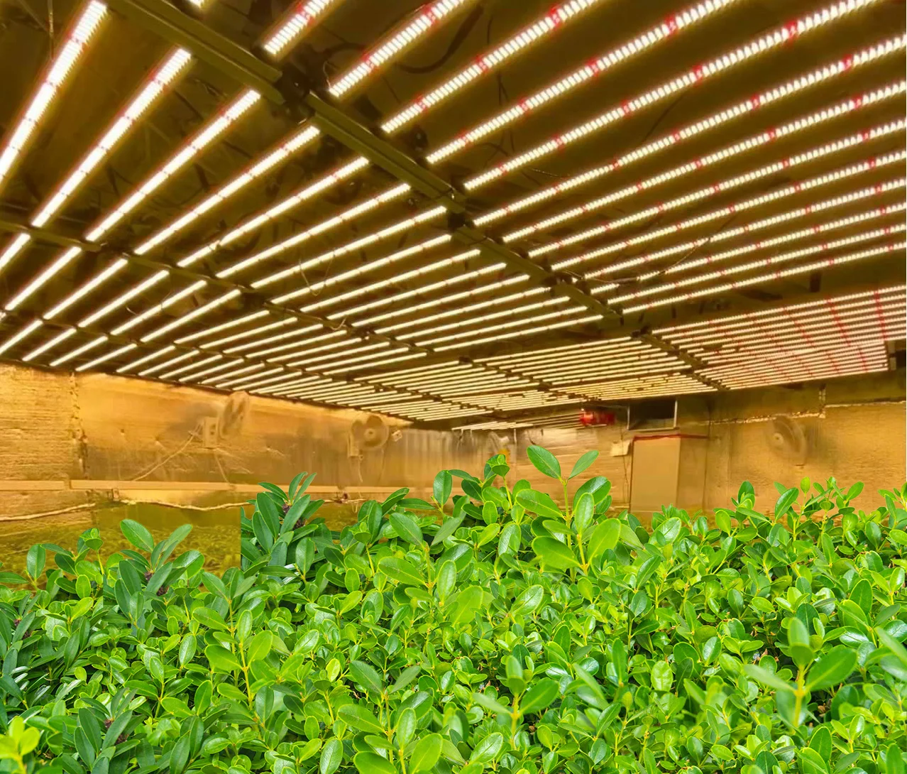 
New Arrival 3.0 umol/J LED Grow Light Kit 3500K Dimmable,Indoor Greenhouse LM301B LM301H Meijiu A8 650W 1000W LED Grow Light Bar 