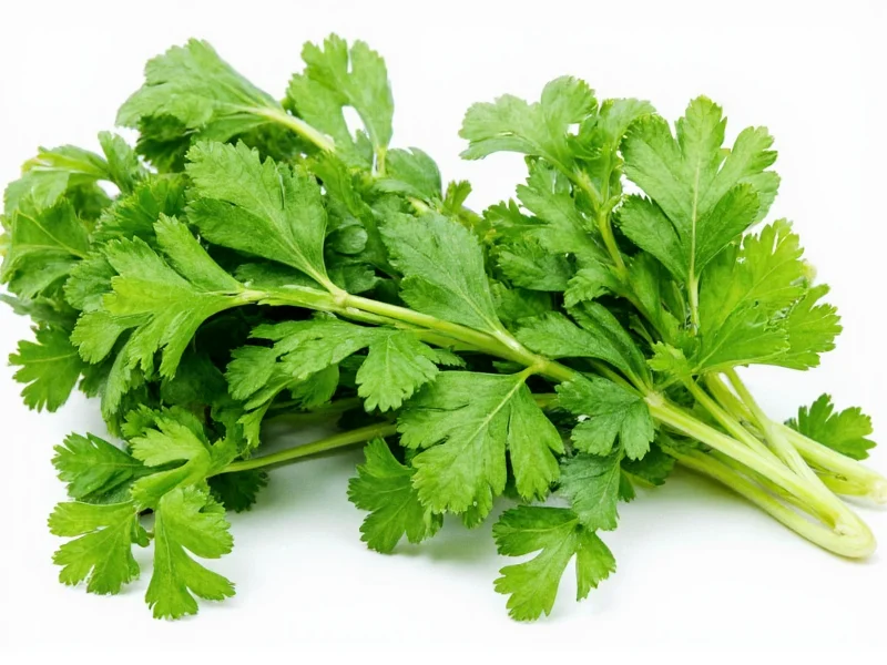 Parsley vs Cilantro: Key Differences Explained
