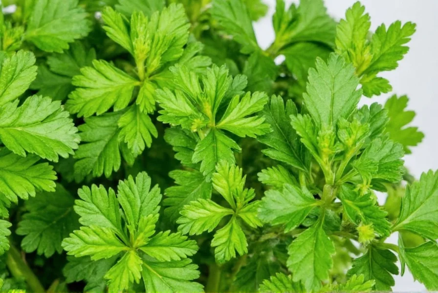 Various methods for storing fresh herbs