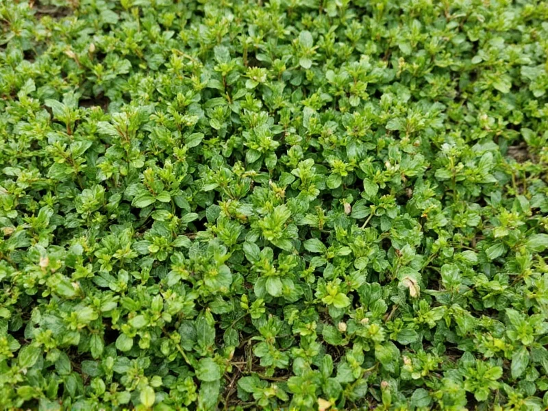 What Is Italian Herb: Definition and Culinary Uses