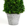 12.5 inch mini fresh dried box wood in pot for home decor