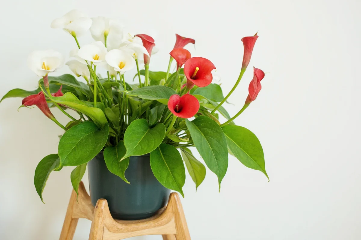 how to care for calla lily plant indoors